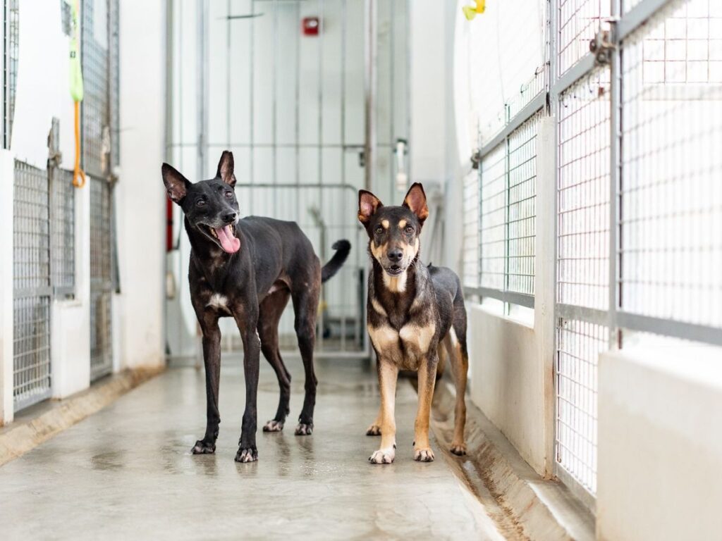 Volunteering together at an animal shelter showing how to plan the perfect morning date
