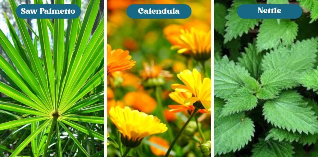 best herbal scalp treatment for quick relief